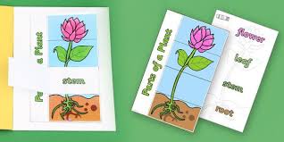 Parts Of A Plant Foldable Interactive Visual Aid Template Parts Of A Plant Plant Foldable Parts Of A Flower