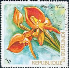 Image result for Platycoryne