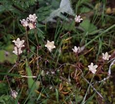 Image result for Spergula