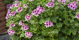 Image result for Pelargonium