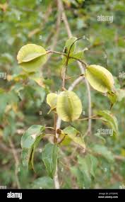 Image result for Combretum padoides