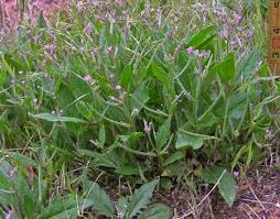 Image result for Menodora africana