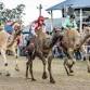Tara Festival of Culture and Camel Races event image