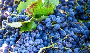 Dna Testing Shows 900 Year Old Frances Grape Varieties
