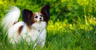 Papillon Dog Information Center A Complete Guide To A Beautiful Breed In 2020 Dog Breeds Papillon Dog Smartest Dog Breeds