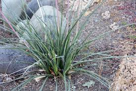 Image result for Heisteria parvifolia