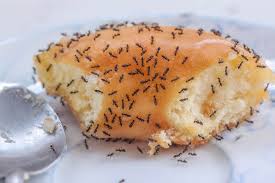 Apr 25, 2019 · the entire digestive process typically lasts for 24 to 72 hours after eating. How Do Ants Find Food Terminix