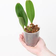 Image result for Bulbophyllum schinzianum