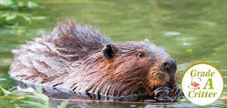 Muskrats dig a burrow, beavers build a den with sticks and mud. How To Get Rid Of Beavers 4 Steps To Follow 770 713 4552