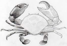 Different crabs can live in marine, freshwater and even on land. How To Draw Crab In Pencil
