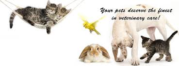 Check spelling or type a new query. Advanced Pet Care Clinic Dubai Linkedin