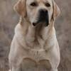 Beautiful labrador puppies for sale black and red. 1