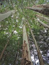 Image result for Eucalyptus sp.