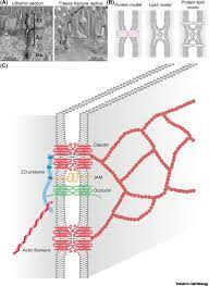 We did not find results for: Tight Junction Structure And Function Revisited Trends In Cell Biology