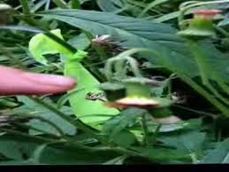 Image result for Crassocephalum picridifolium