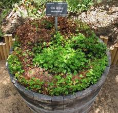 Image result for Marsileaceae