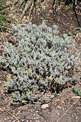Image result for Helichrysum lineare