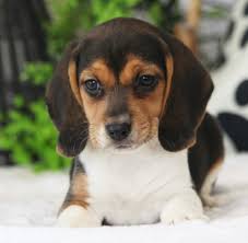 Check spelling or type a new query. Flora Beagle Puppy 625458 Puppyspot