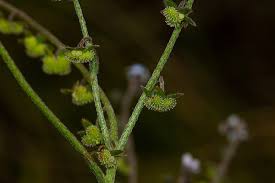 Image result for Cynoglossum lanceolatum