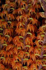 Image result for Polystachya undulata