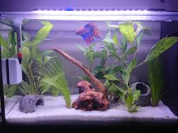 Pin On Betta Fish