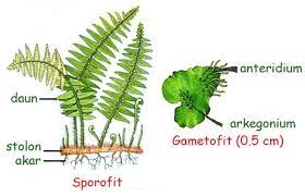 Berikut ini yang tidak termasuk contoh tumbuhan monokotil adalah. Struktur Tumbuhan Paku Pteridofita Info Pendidikan Dan Biologi