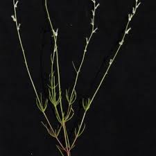 Image result for Sericorema sericea