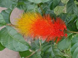 Image result for Combretum padoides