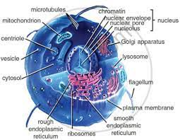 Labelled diagrams of typical animal and plant cells with editable image information: Draw A Well Labelled Diagram Of Animal Cell And Mention One Function Of The Main Cell Organelles Science Shaalaa Com
