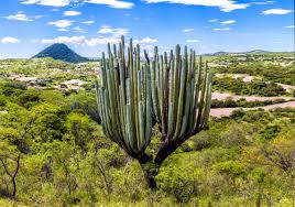 Domingo, 20 de mayo de 2012. Conaza Pa Twitter Por Su Amplia Biodiversidad Mexico Se Encuentra En Los Primeros Lugares En Las Listas De Especies Tanto De Flora Como De Fauna Ya Que Se Han Encontrado 26 Mil