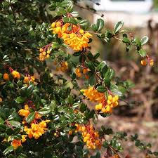 Maybe you would like to learn more about one of these? Berberis Darwinii Nana Ardcarne Garden Centre Roscommon Boyle