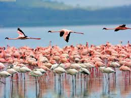 Resultado de imagen para flamencos