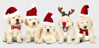 A houston golden retriever price will depend on different variables specific to the breed and the unique dog. Free Psd Group Of Adorable Golden Retriever Puppies Wearing Christmas Costumes