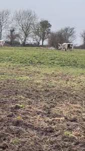Videos sent in to the page by Herbert Farrell. These droimeann heifers have  travelled from one water body