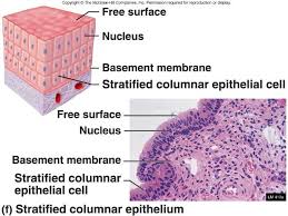 Structural Organization Human Anatomy And Physiology Organic Chemistry Study Basement Membrane