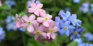 Seleziona subito le migliori fabbriche di pianta dai fiori a grappolo! Myosotis Cura Coltivazione Della Pianta Da Fiore Nontiscordardime