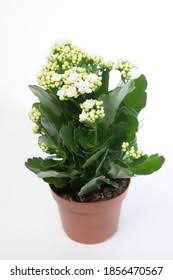 Image result for Kalanchoe rosalina