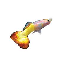 A community tank is an aquarium that houses multiple species of compatible fish. Tequila Sunrise Delta Guppy Fish Goldfish Betta More Petsmart