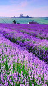 Applock Lockscreen Privacyprotection Androidtheme Wallpaper Https Play Google Com Store Apps Details Id Com Leo Lavendel Garten Lavendel Schone Blumen
