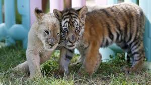 872 likes · 9 talking about this · 51 were here. La Tierna Amistad De Tres Cachorros Huerfanos De Tigre Leon Y Perro Bbc News Mundo