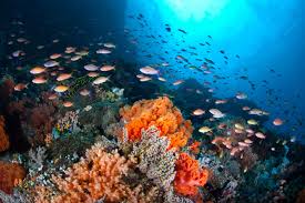 If you go to the local harbor (as we did). 6 Ways To Save The World S Oceans News Eco Business Asia Pacific
