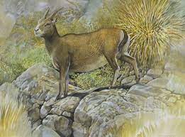 Experts believe that the amphorae were left by sailors as a religious offering. Name Balearic Goat Species Myotragus Balearicus Location Balearic Islands Size Of Artwork 460 X 620 Water Megafauna Prehistoric Wildlife Wildlife Artists