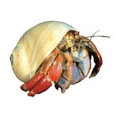 While this is somewhat true, hermit crabs require specific care just like any other pet. Hermit Crab Care Sheet Supplies Petsmart