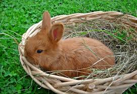 Maybe you would like to learn more about one of these? How Long Do Netherland Dwarf Rabbits Live Note 6 Things Petcosset