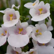 Image result for Diascia