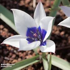 Image result for Tinnea coerulea