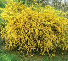 Image result for Kerria japonica