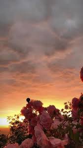 Pink Flowers In The Sunset Summer Photography Wallpaper Aesthetic Iphone Wallpaper Nature Wallpaper