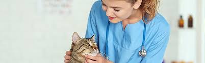 What vaccines do cats need. Guide To Pet Vaccinations Rspca Pet Insurance