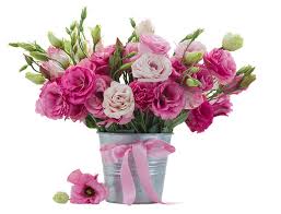 Image result for eustoma flamenco